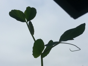 Leaves on a pea plant reaching for the sky