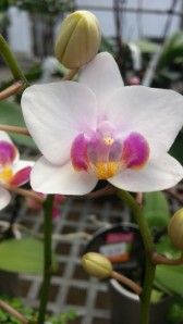 white orchid with purple and yellow center