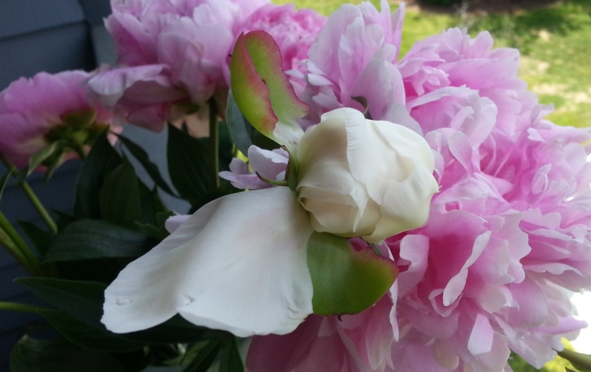 white peony blossom with pink peonies