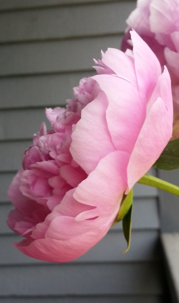 pink peony opening side view