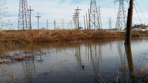 power lines, stream, reflecting, ducks, brown grasses and bushes