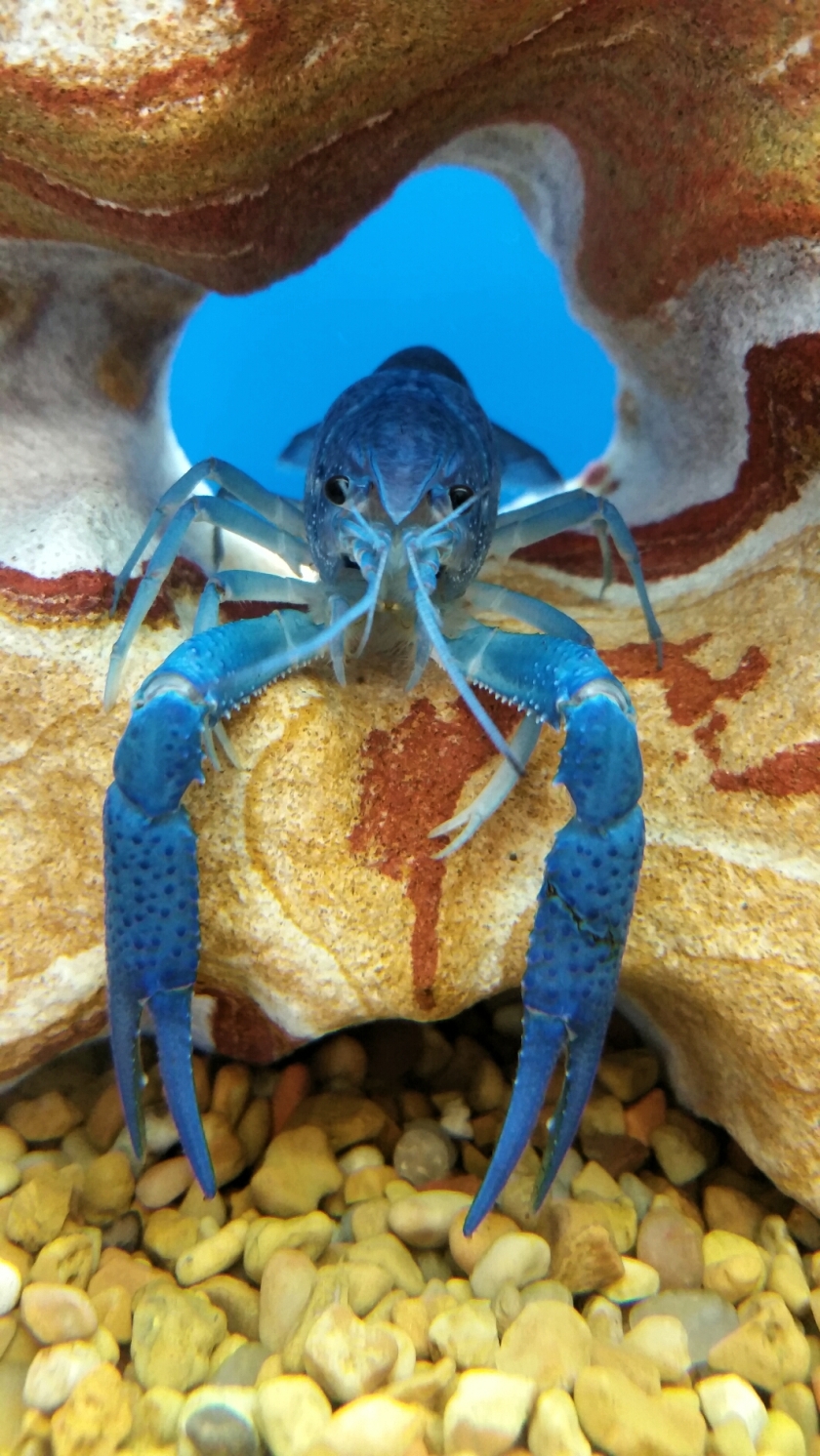 blue crayfish in pet store fish tank