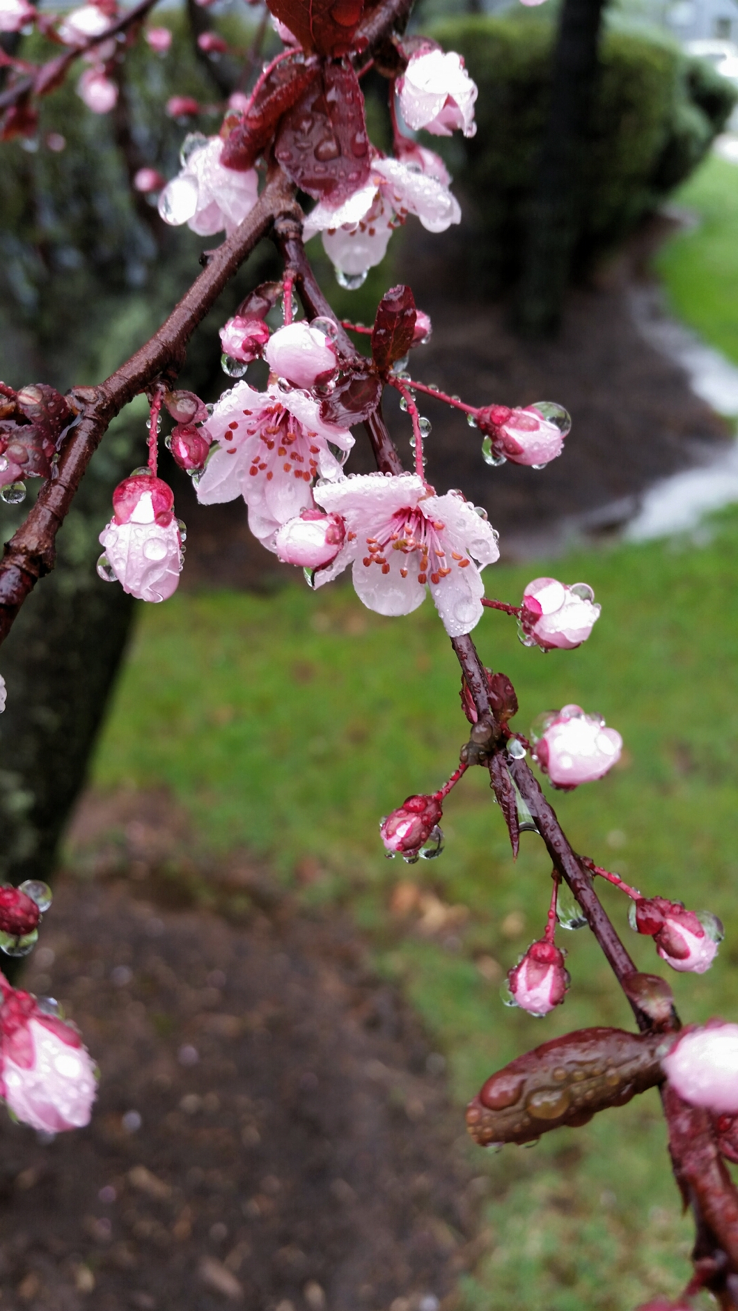 raindrops on pink cherry blossoms