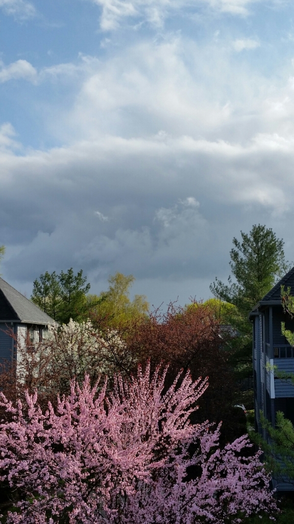 storm clouds, blue sky and tree blossoms