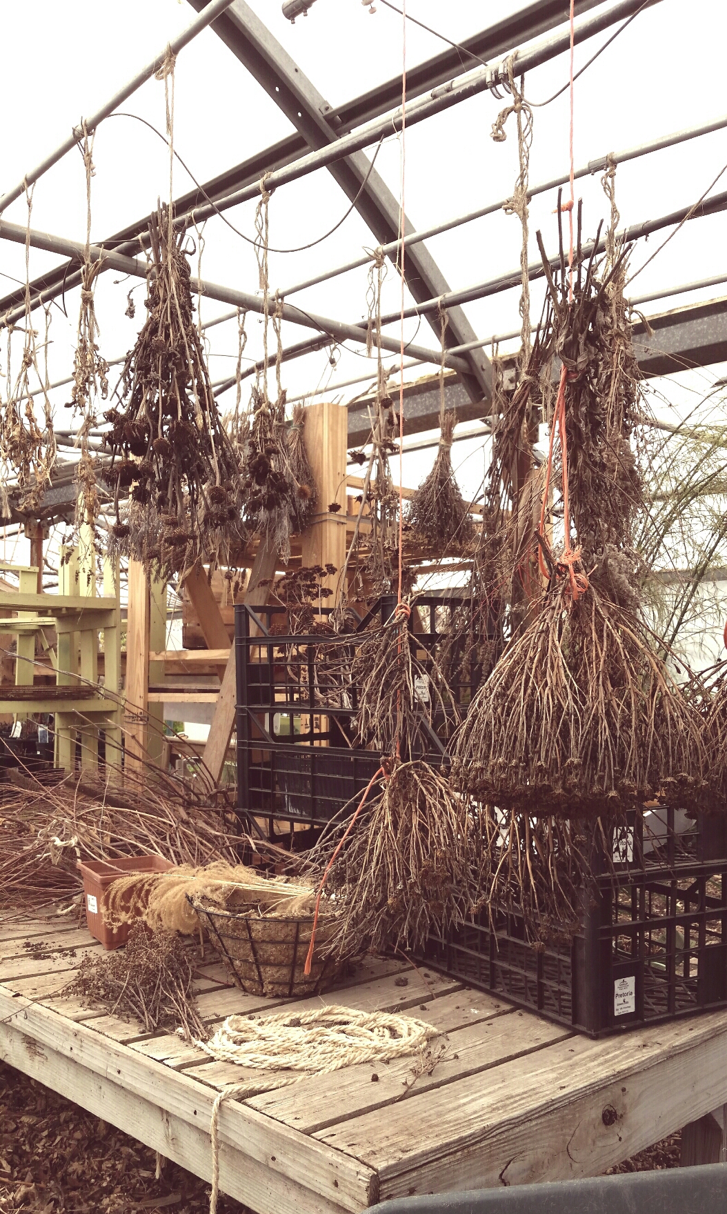 dried plants hanging in a greenhouse
