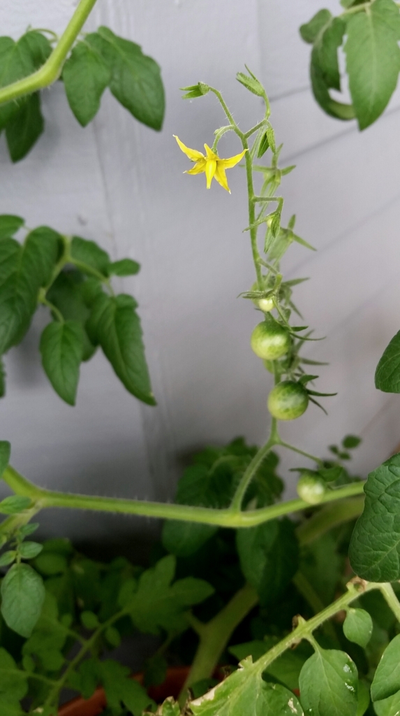 Tomato flower and green cherry tomatoes
