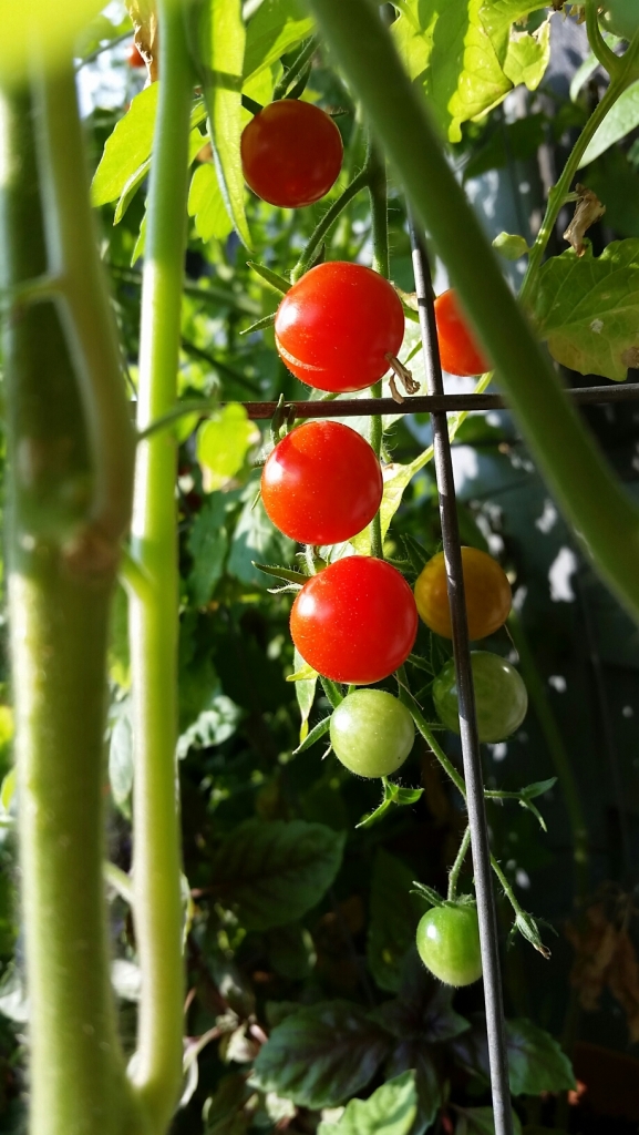 Cherry tomatoes in the sun