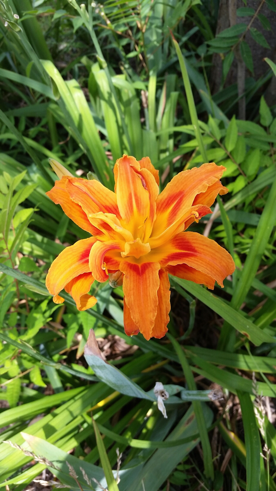 Orange daylilly with frilly petals