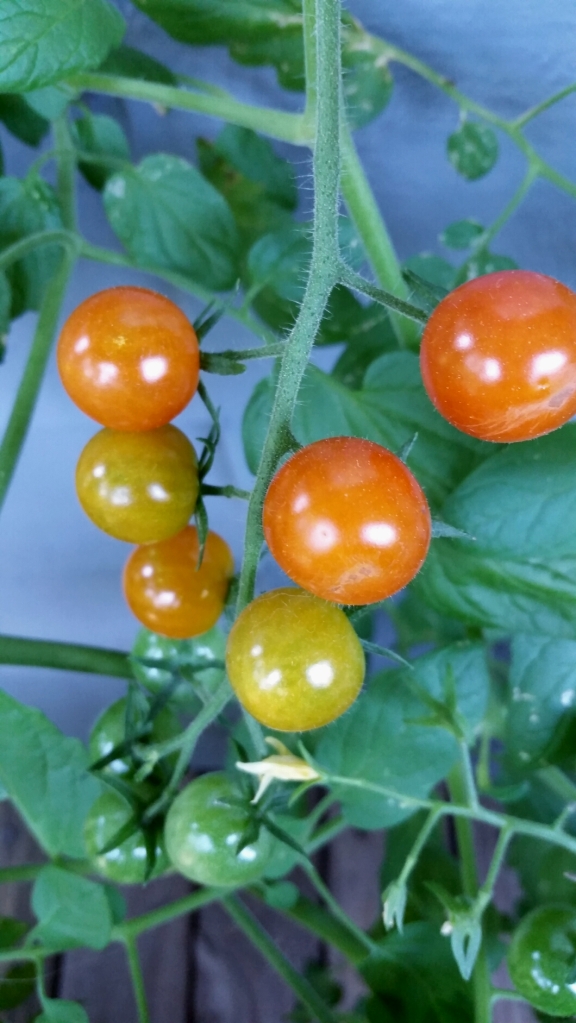 Orange, yellow, green cherry tomatoes