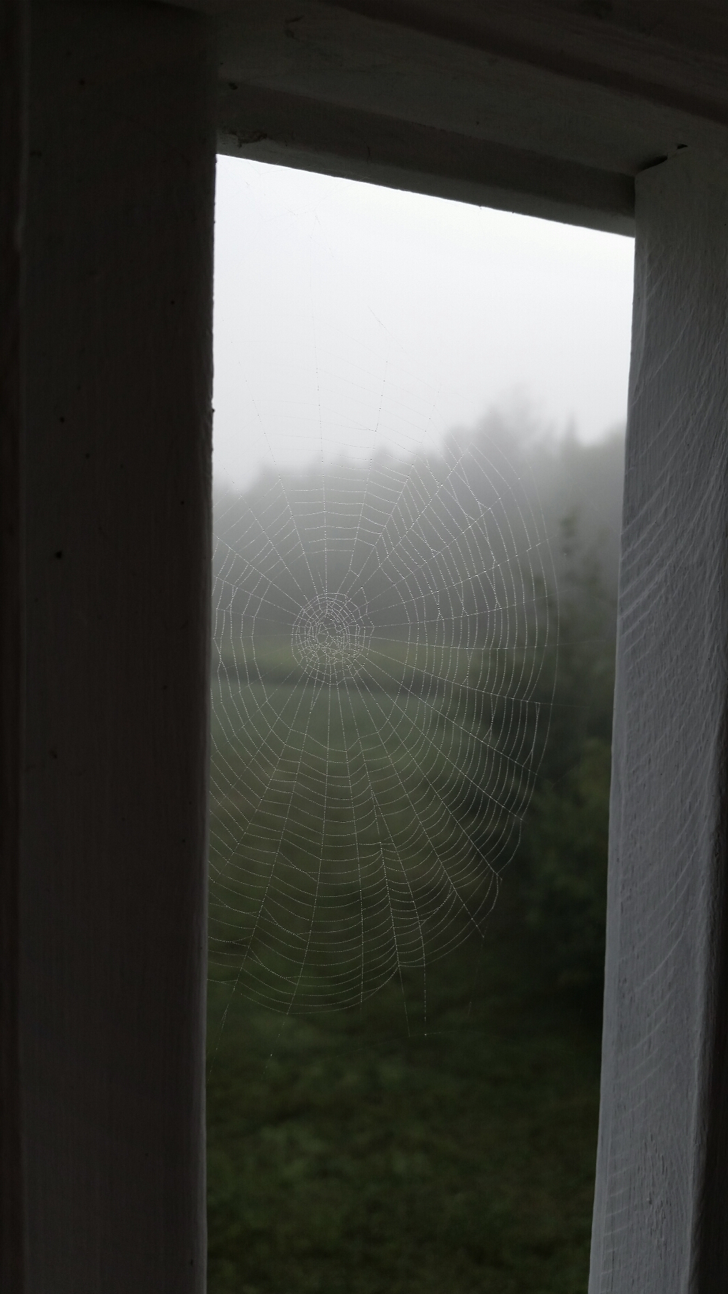 Spiderweb and foggy morning