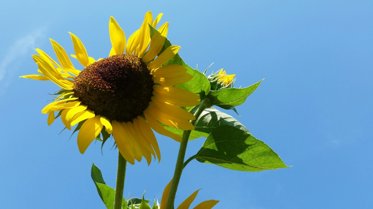 Sunny Summery Sunflowers