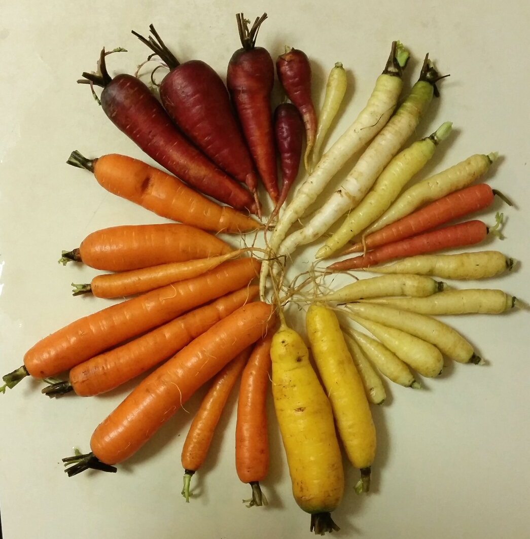 Different color carrots in a circle