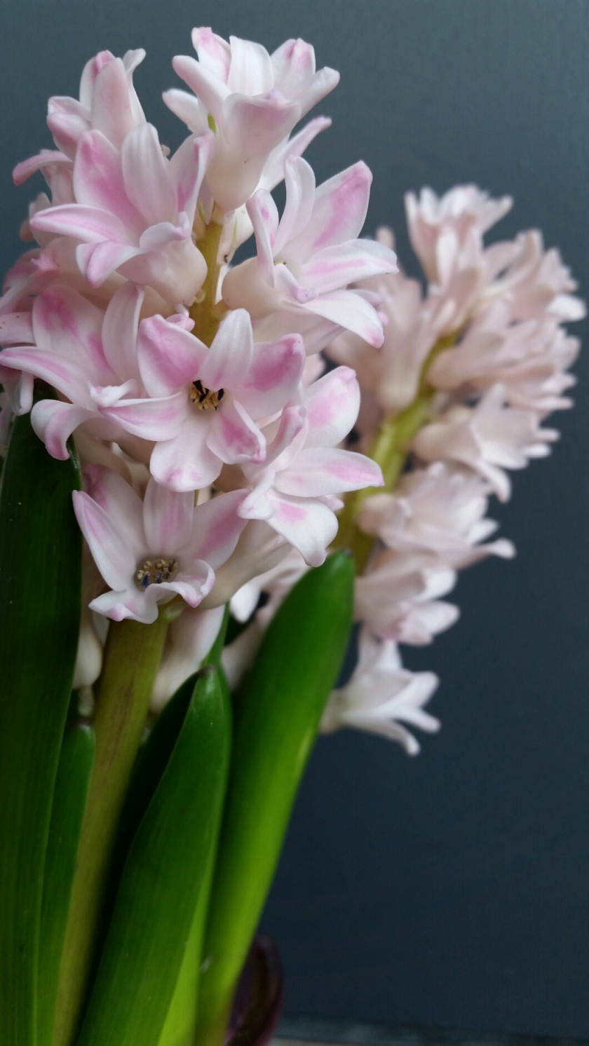 Pale pink hyacinths in a vase