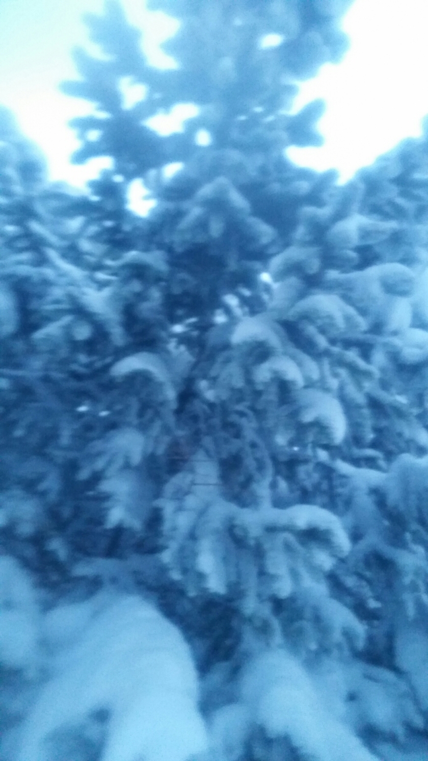 Pine tree covered in snow