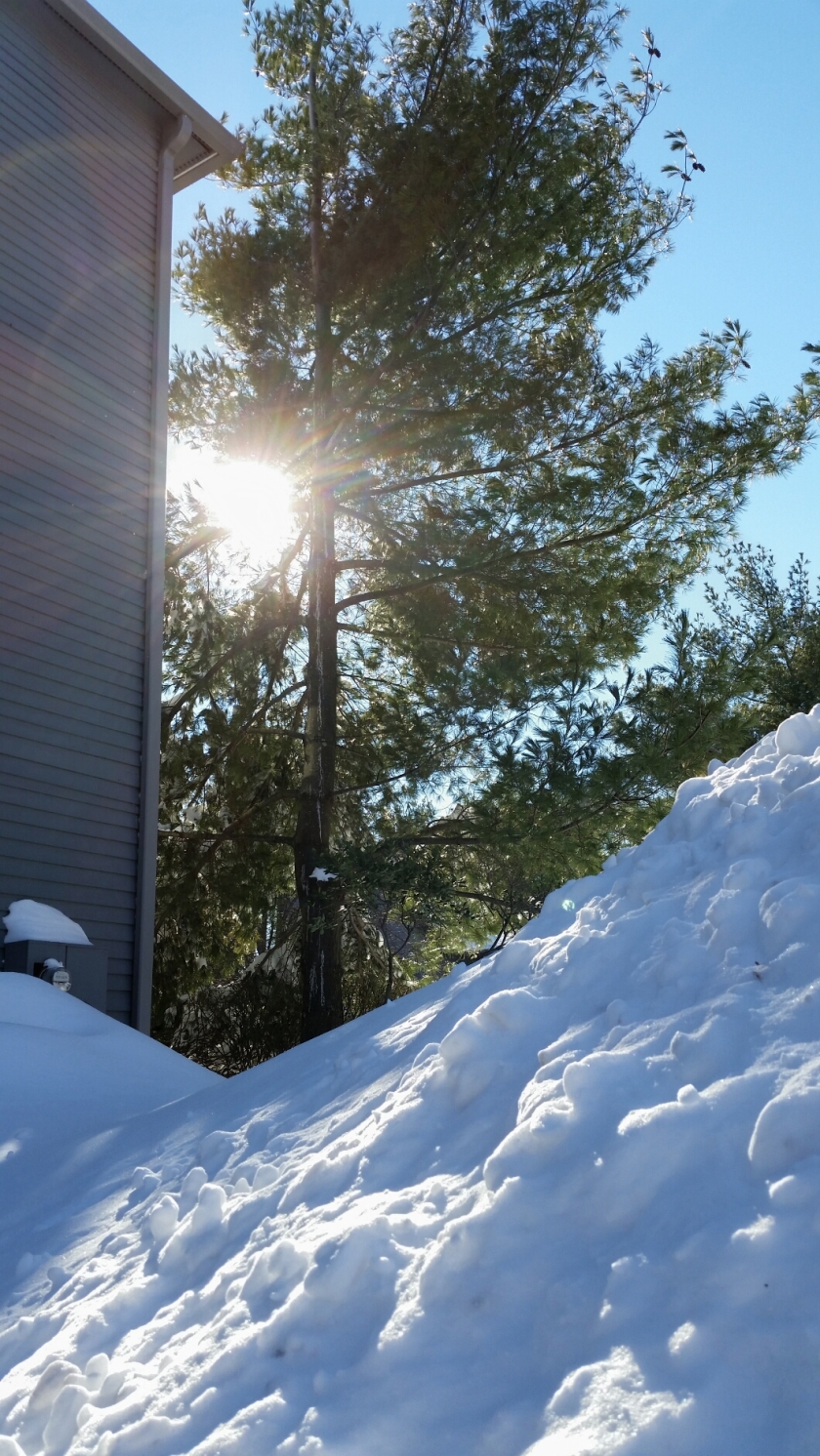 Sun behind the pine tree next to snow