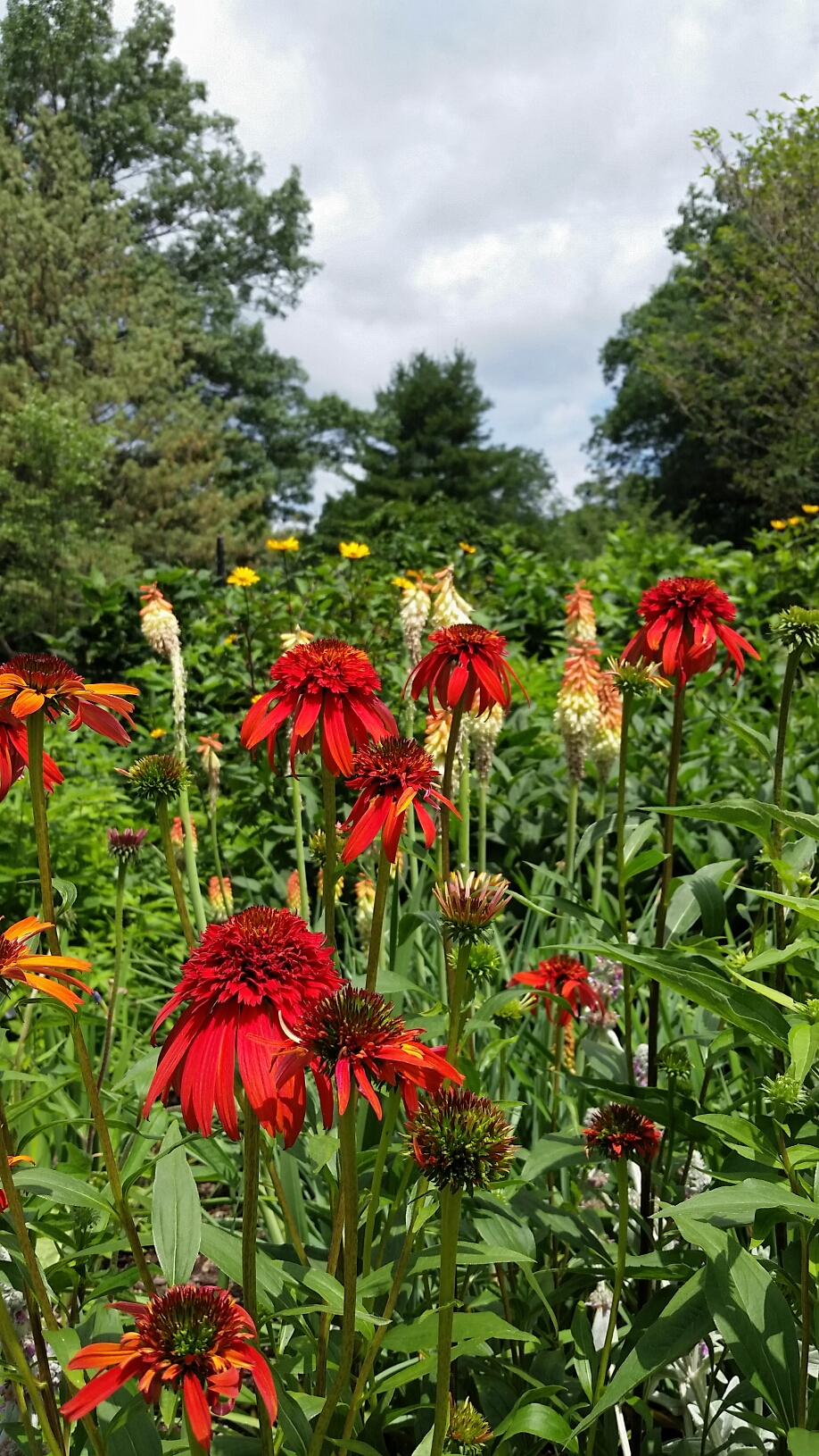 Tall red flowers at the arboretum