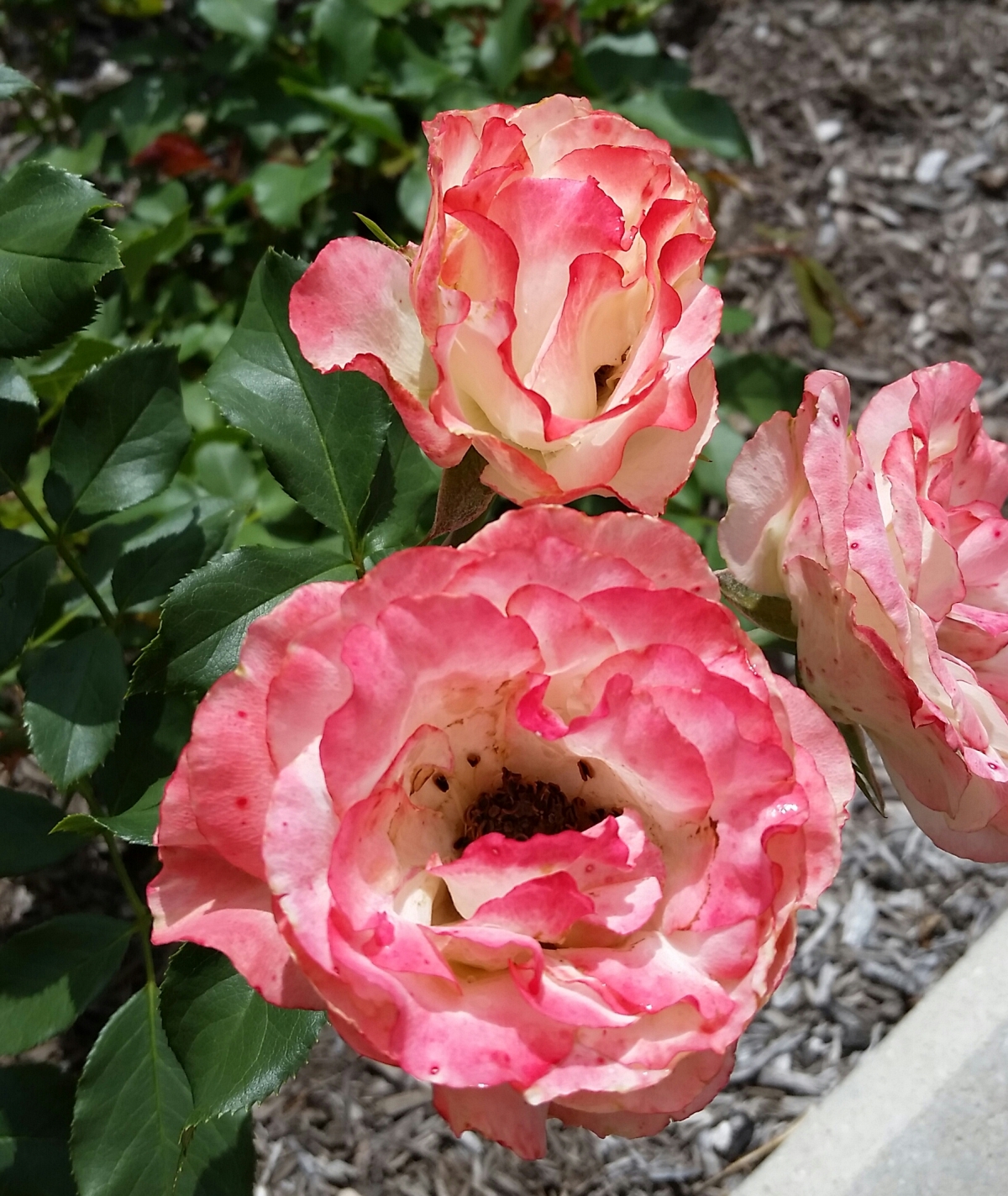 Roses with pink edges, white inside