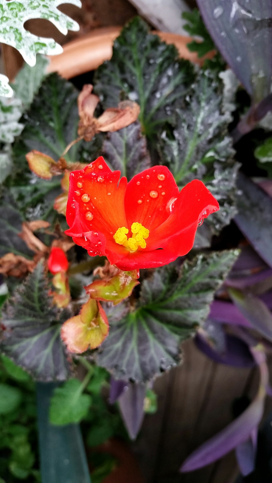 Begonias: Cee’s Flower of the Day