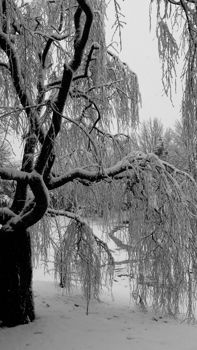 Black and white trees with snow