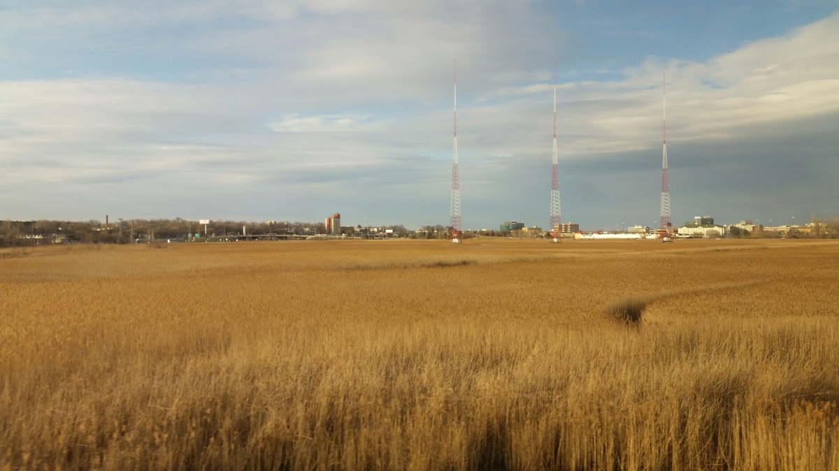 Marsh grasses in NJ outside NYC, view from train