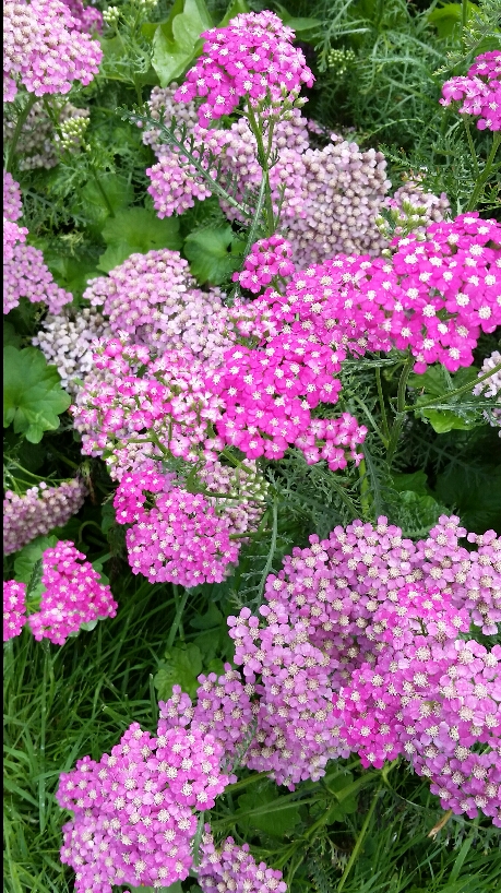 Pink or purple yarrow flowers