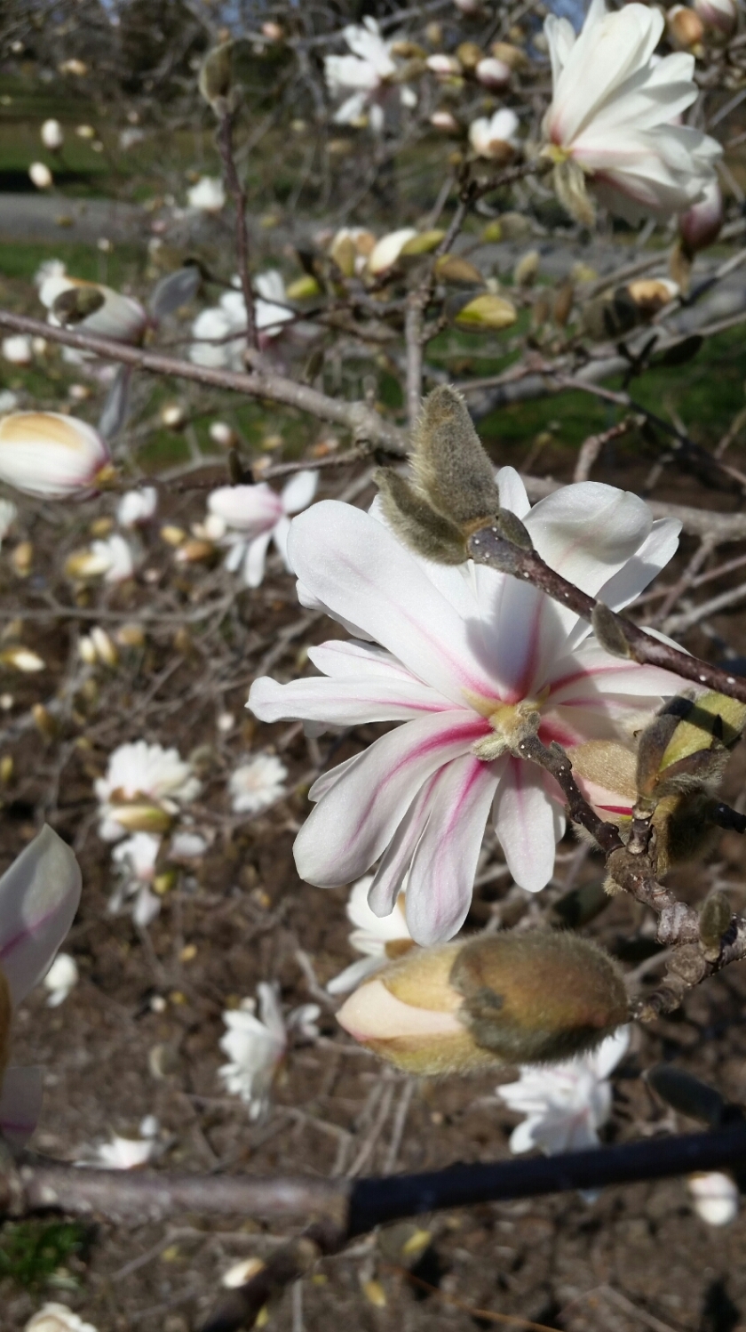 Pink stripes on the back of magnolia stellata centennial star magnolia