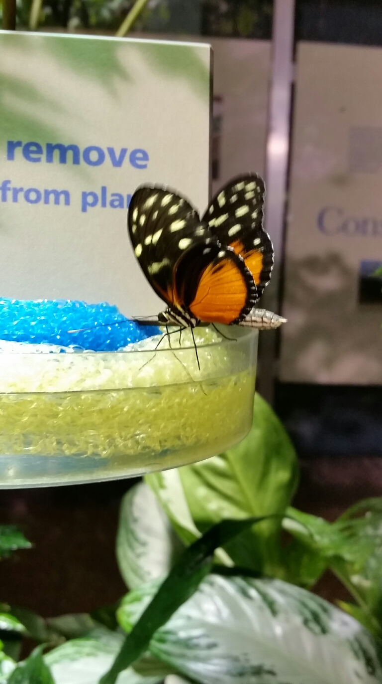 Butterfly drinking from a feeder
