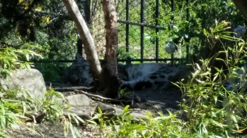 Snow leopard at the