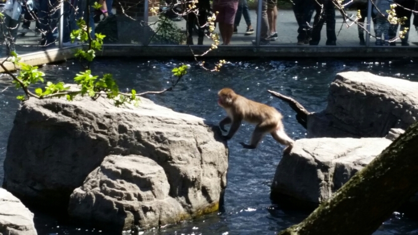 Snow monkey at the central park zoo