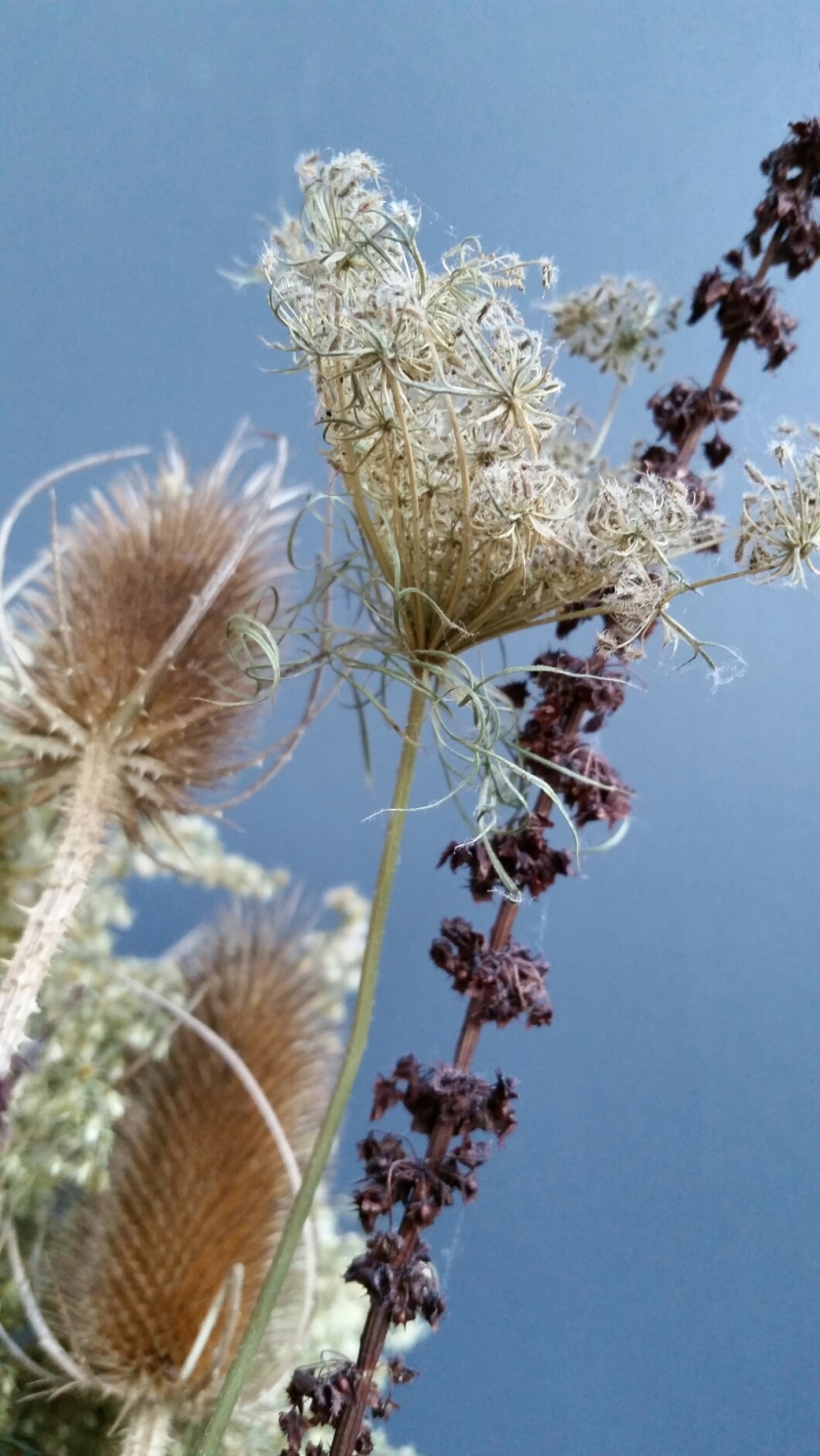 Dried flowers, Queen Anne lace, teasel