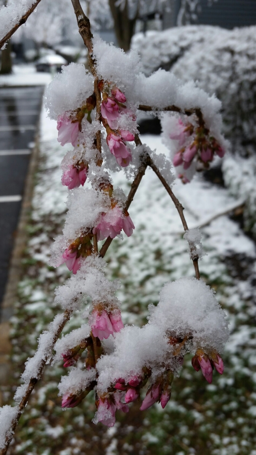 Cherry Blossoms covered in snow