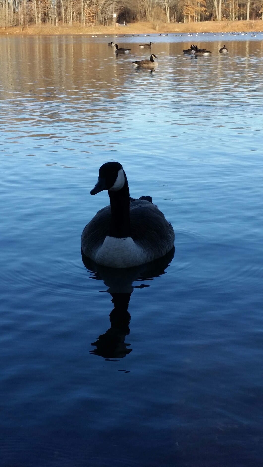 G is for Goose #AtoZChallenge