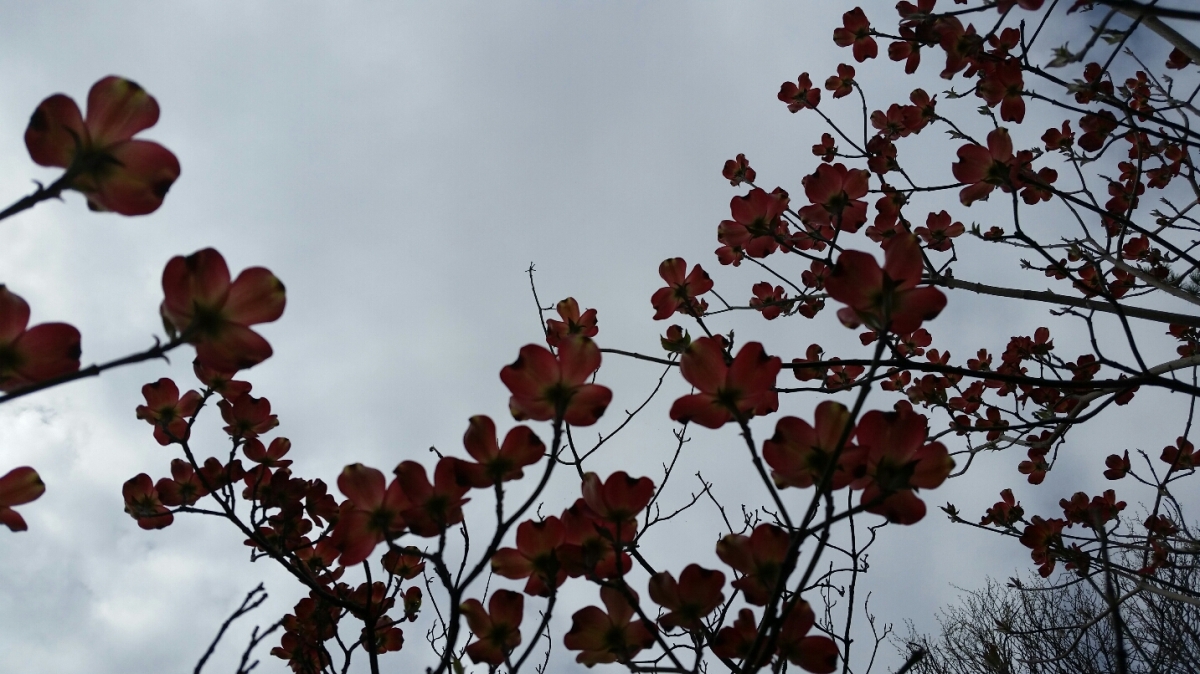 Pink dogwood flowers against cloudy skies