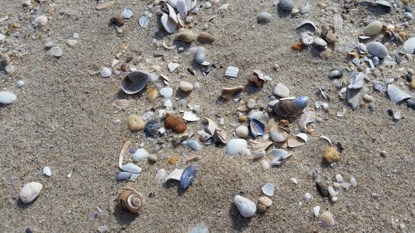 Shells in the sand on a sunny